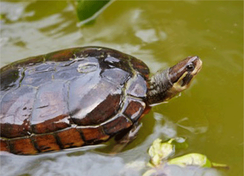 &ldquo;绿卡牌&rdquo;黄喉拟水龟